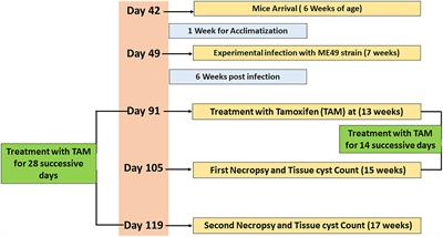 Tamoxifen Increased Parasite Burden and Induced a Series of Histopathological and Immunohistochemical Changes During Chronic Toxoplasmosis in Experimentally Infected Mice